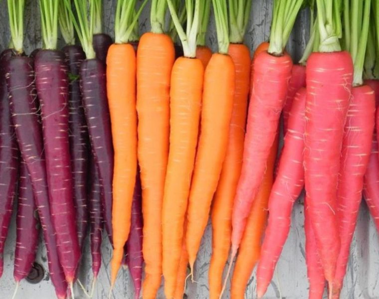 rainbow carrots