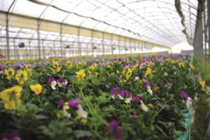 FG serre Insalata dell'orto