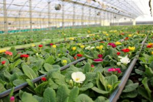 FG serre Insalata dell'orto