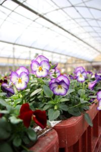 FG serre Insalata dell'orto