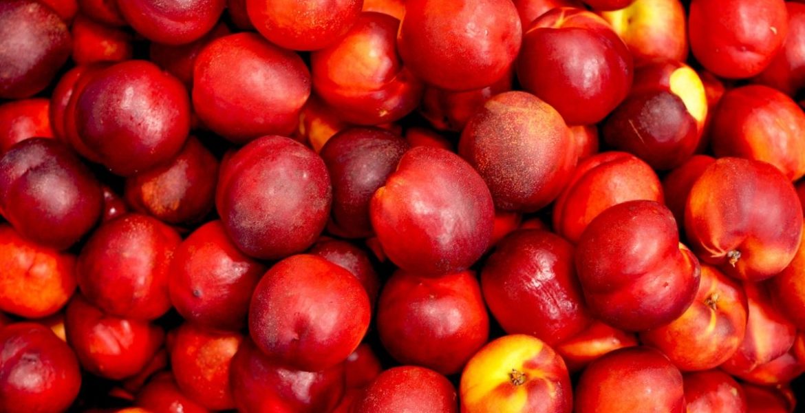 Pesca e nettarina di Romagna Igp, con il territorio c’è più gusto