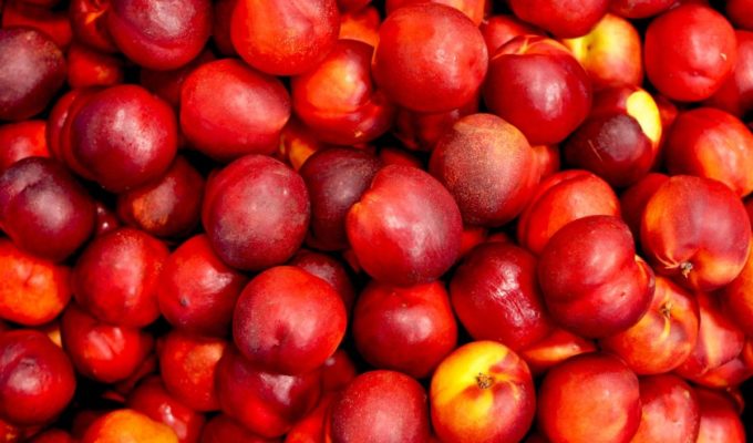 Pesca e nettarina di Romagna Igp, con il territorio c’è più gusto