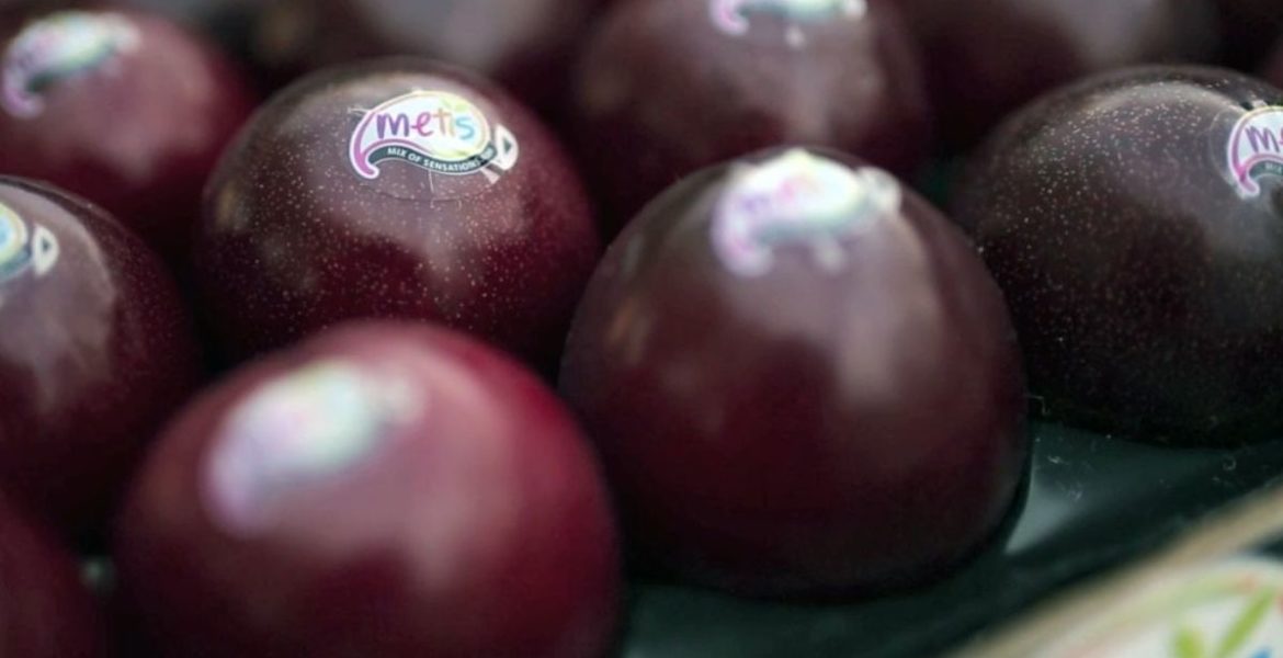 Metis®, la parola ai produttori italiani Minguzzi e Zani