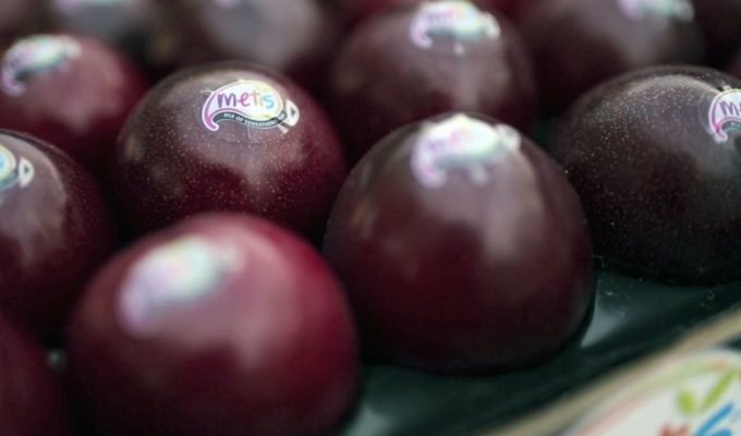 Metis®, la parola ai produttori italiani Minguzzi e Zani