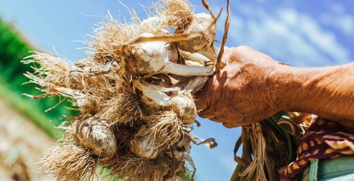Cervati, storico portabandiera dell’Aglio Polesano Dop