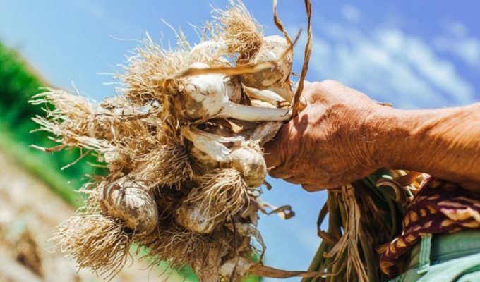 Cervati, storico portabandiera dell’Aglio Polesano Dop