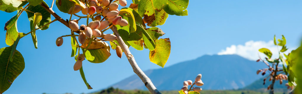 fruitgourmet-consorzio-pistacchio-bronte-pianta pistacchio