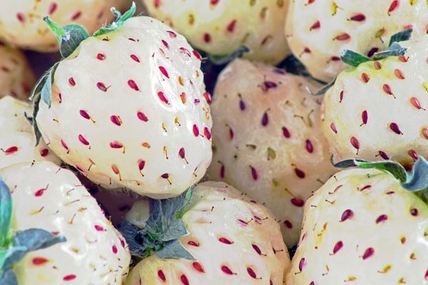 fragola bianca