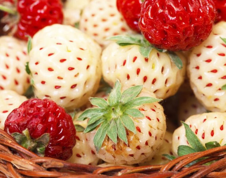 fragole rare