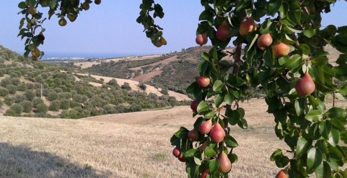 Pere italiane slow food