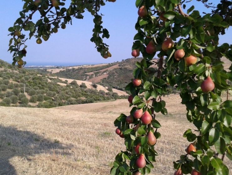 Pere italiane slow food