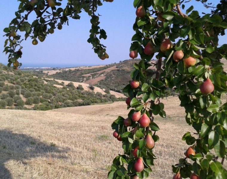 Pere italiane slow food