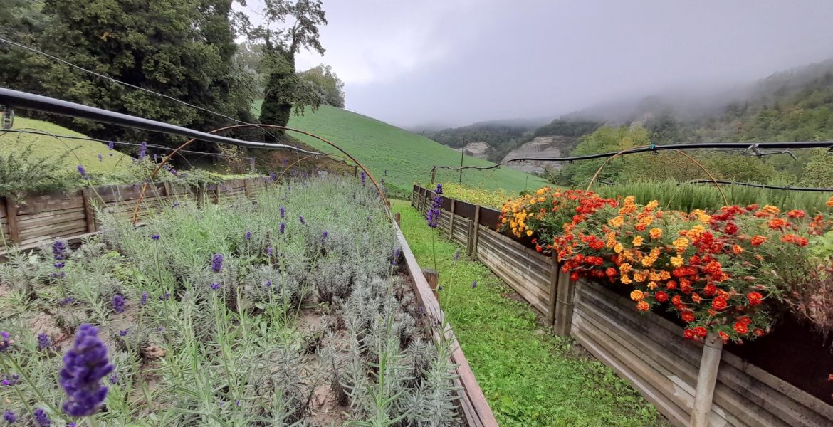 giardino delle erbe