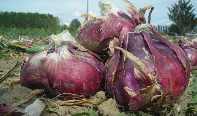 cipolla rossa breme - presidi slow food italiani 2020