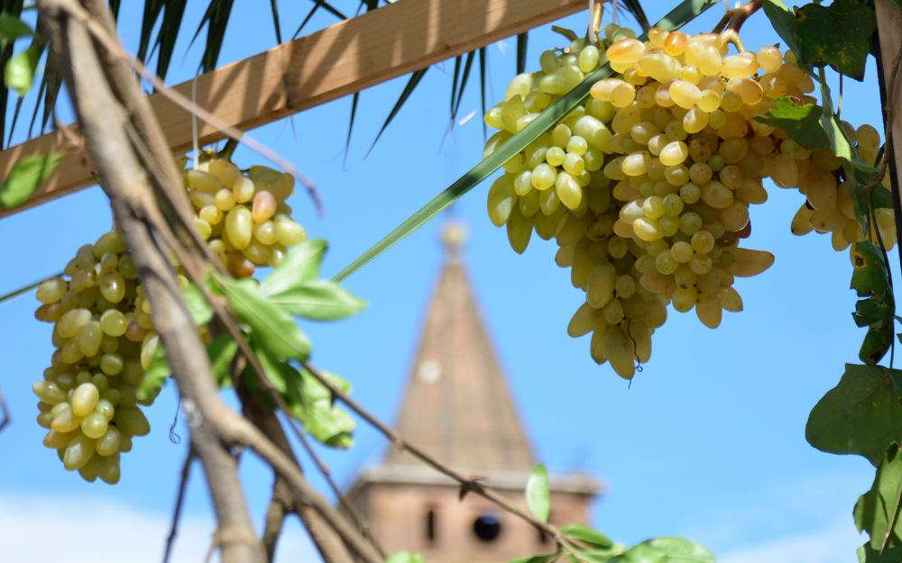 uva pizzutello Tivoli - presidi slow food italiani 2020 