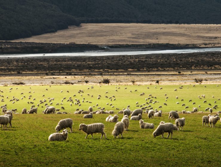 Agnello a Pasqua