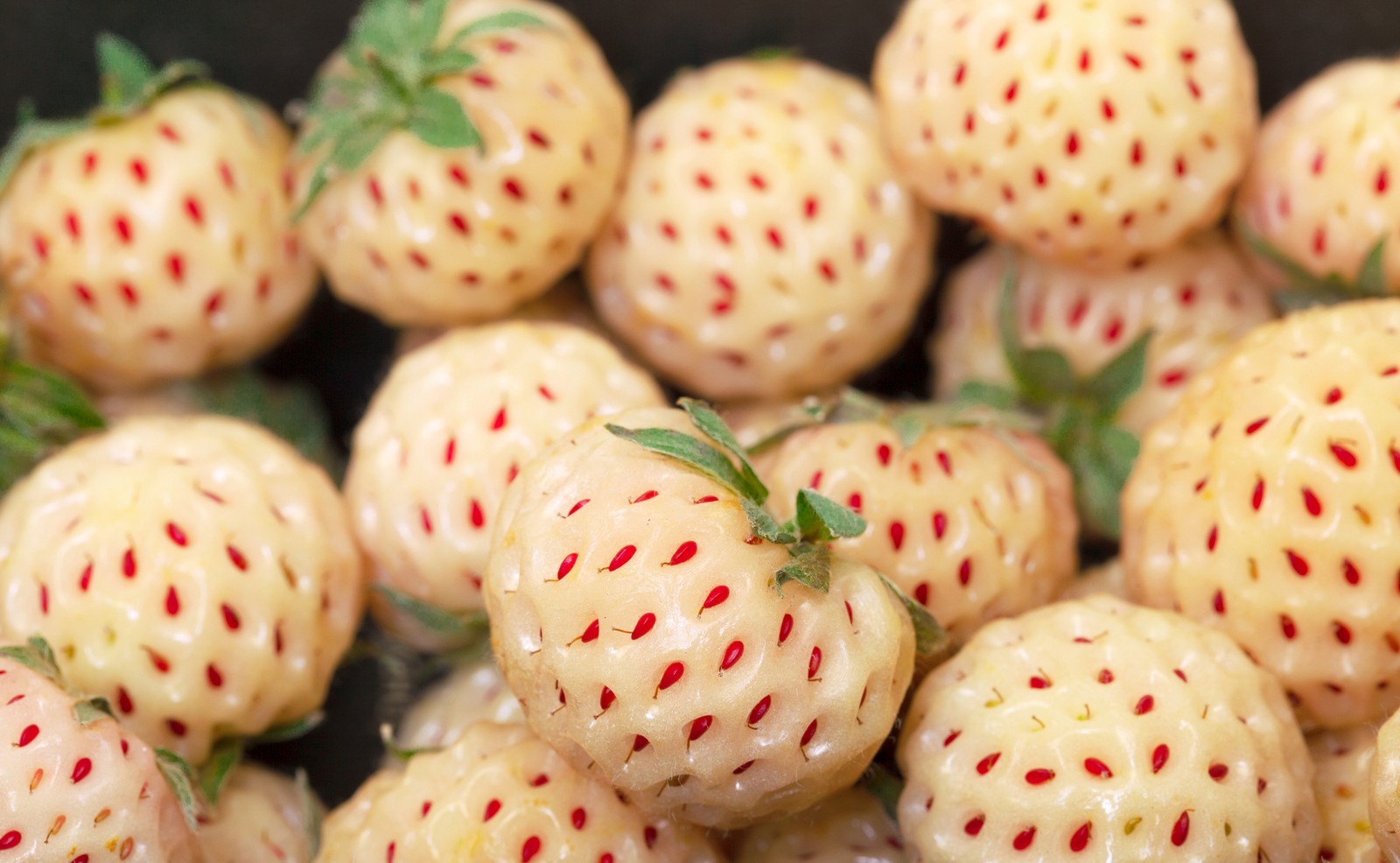 10 Semi Di Fragola Bianca Gigante Giapponese – Varietà Rara E Dolce, Semi Freschi Per Coltivare In Vaso O In Giardino