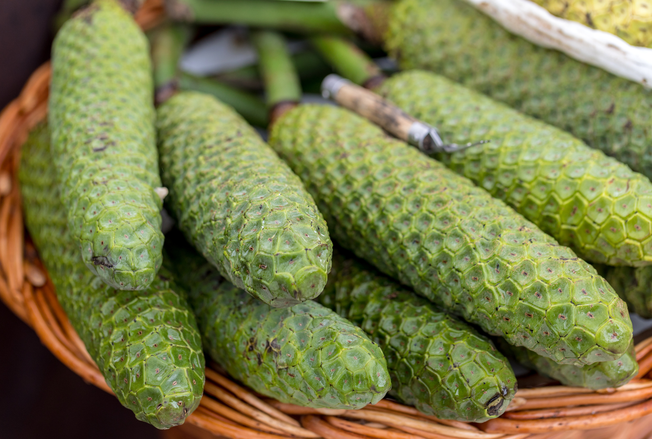 Monstera Deliciosa Come si Mangia il Frutto della Pianta Tropicale