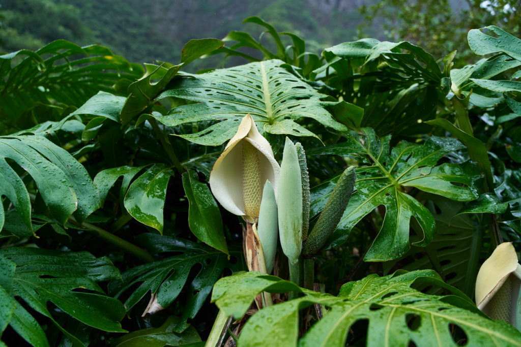 Monstera deliciosa (Cheese plant) leaves & flowers with raindrops.