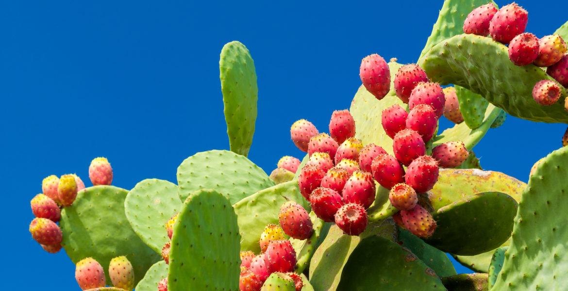 Come Mangiare il Fico d'India