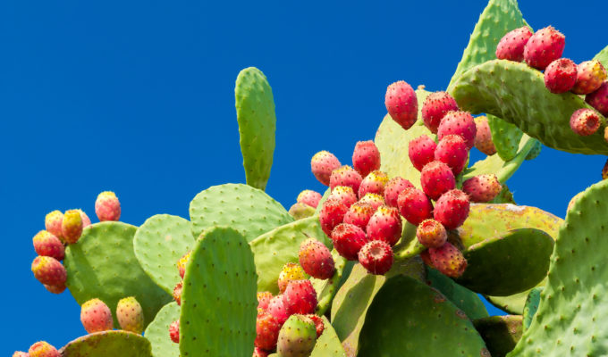 Come Mangiare il Fico d'India