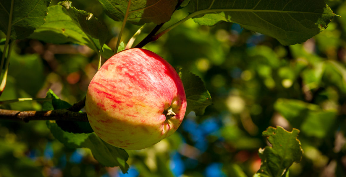 storia della mela
