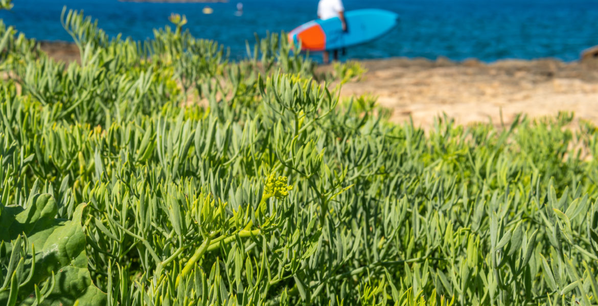 Finocchio Marino in cucina