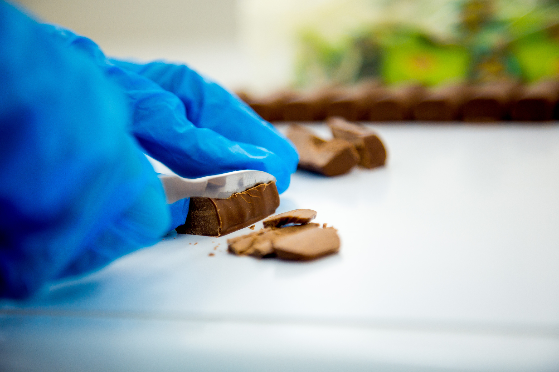 cacao fatto in laboratorio