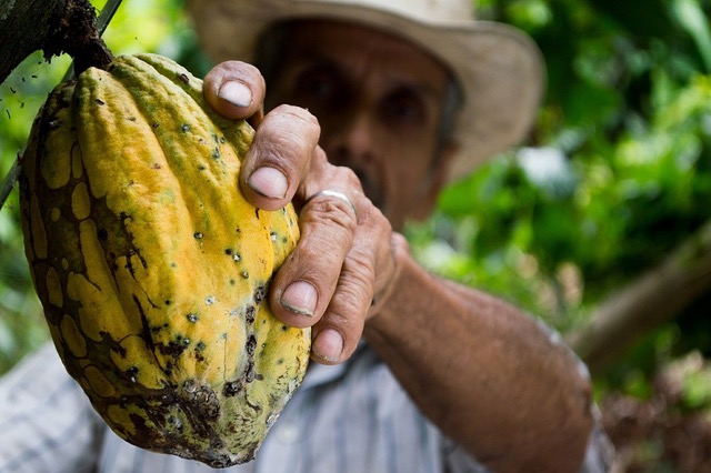 cacao sostenibile laboratorio