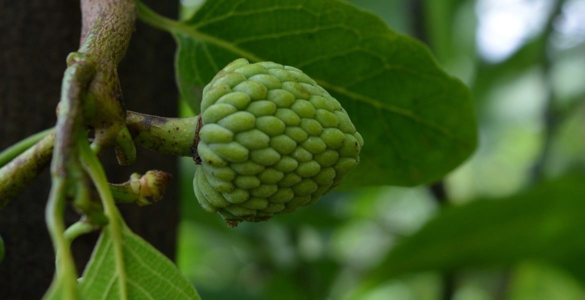 Annona Squamosa