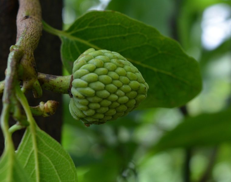 Annona Squamosa