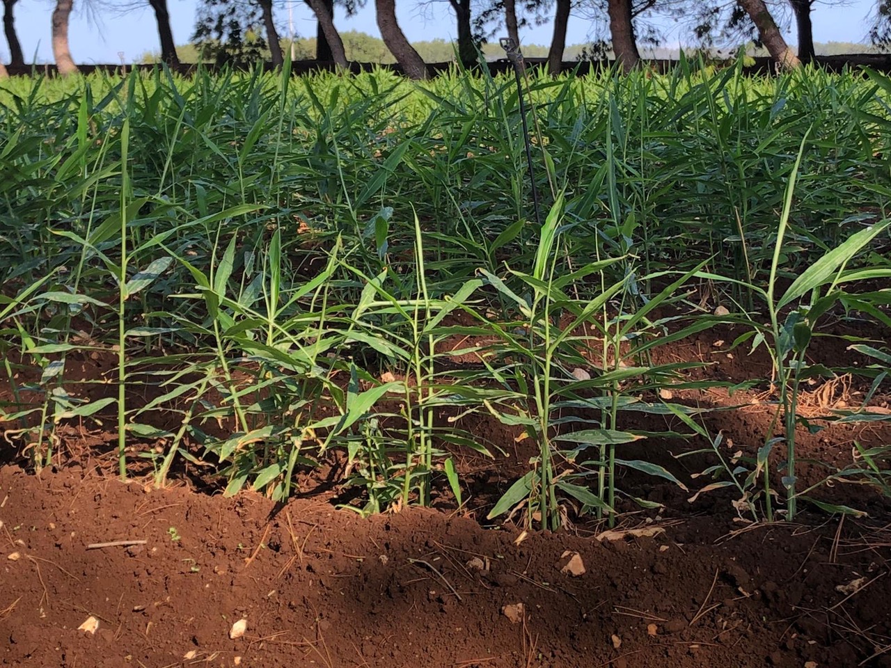 zenzero made in italy