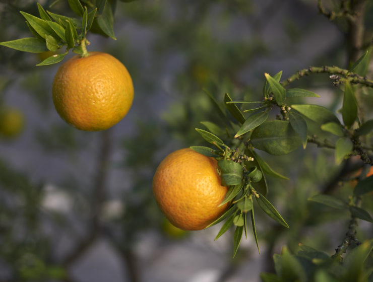 Chinotto Ricette