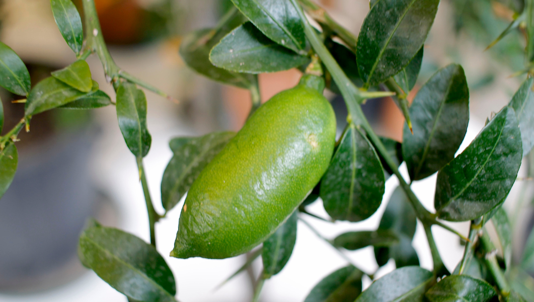 finger lime frutto