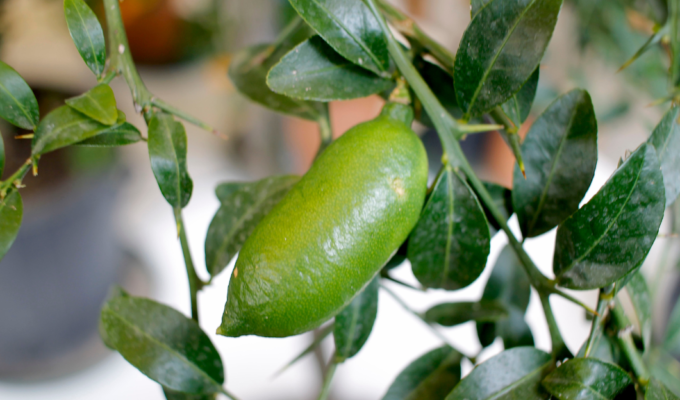 finger lime frutto
