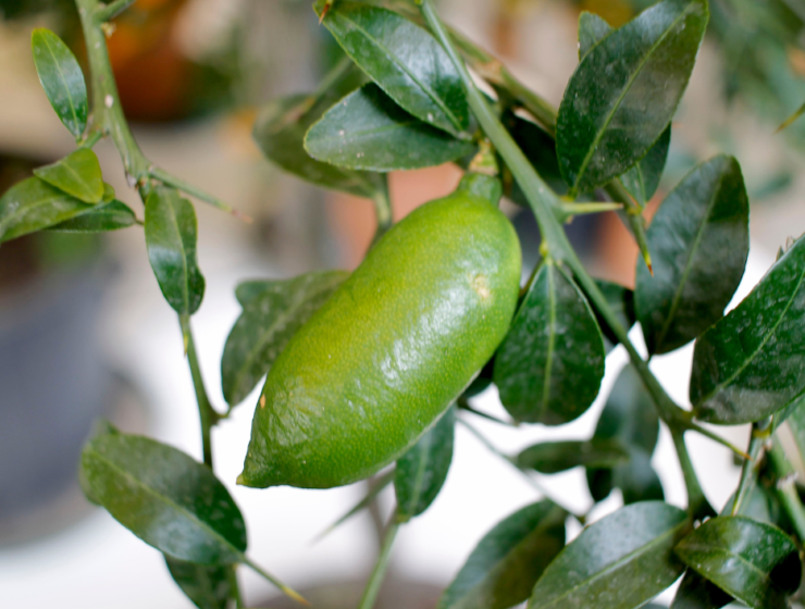 finger lime frutto