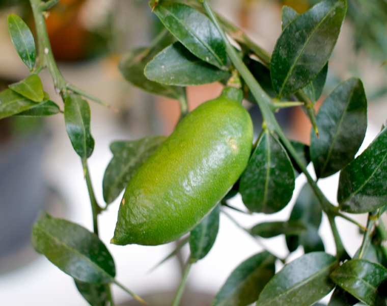finger lime frutto