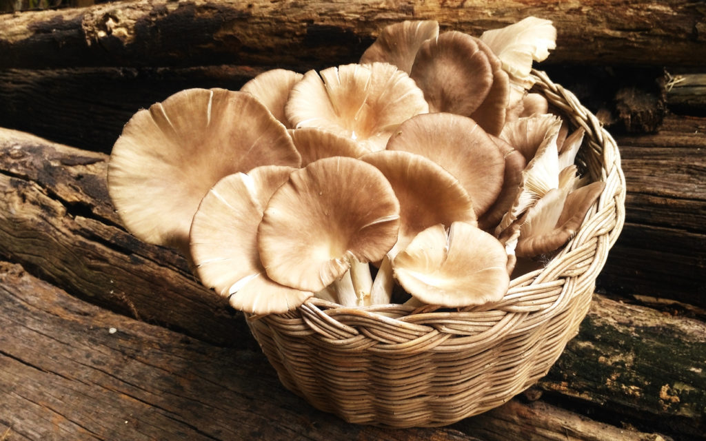 funghi pleurotus