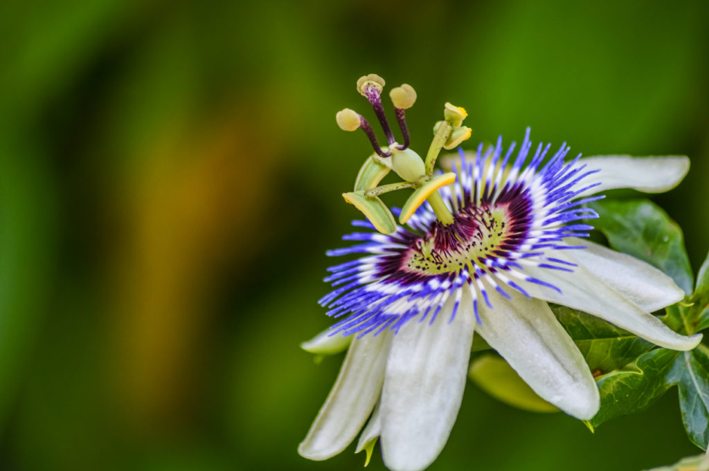 fiore frutto della passione