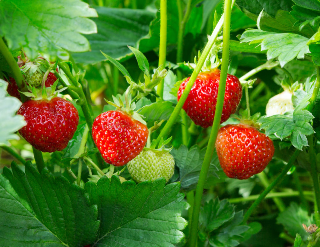 fragole di stagione in aprile